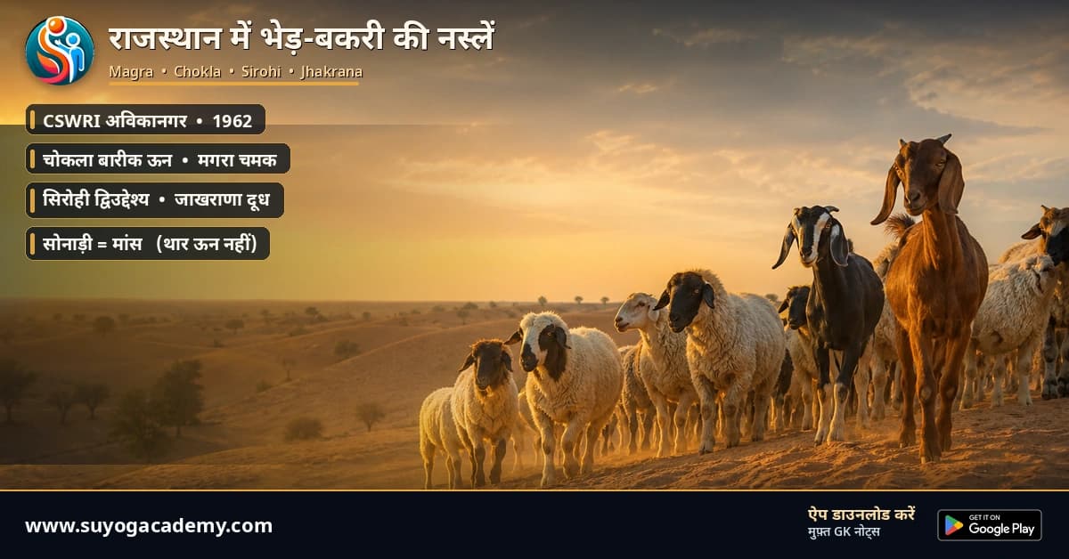 राजस्थान की 4 भेड़-बकरी नस्लें — मगरा से जाखराणा — CET/RAS PYQ के साथ (2026 Free Notes)